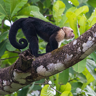 Carara - White-faced capuchin monkey